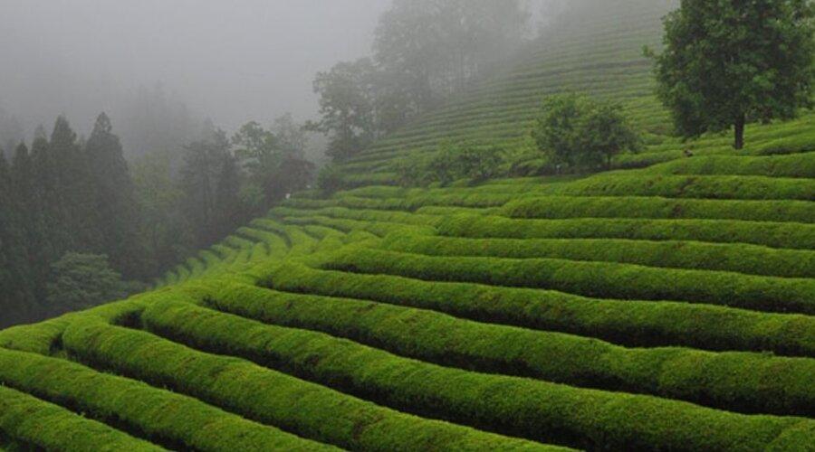 “Beyond the Concrete Jungle: Exploring South Korea’s Rural Charms”